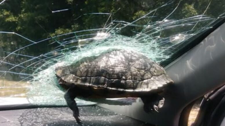 В США черепаха на большой скорости врезалась в стекло ехавшей машины