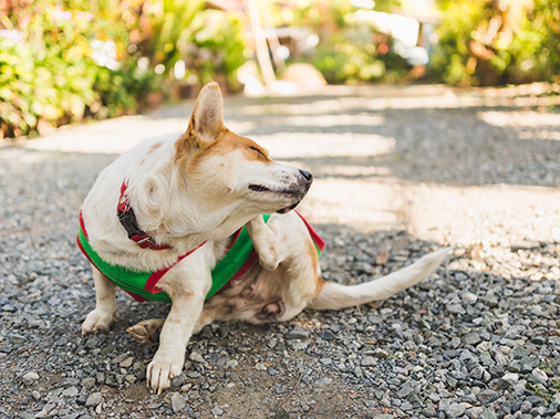 Правильно выбранные средства от блох для собак – гарантия снятия неудобств у животных