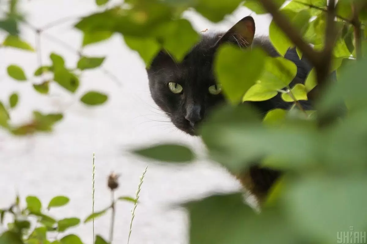 В Одессе полуголый мужчина решил снять кота с дерева, но план дал сбой (видео) 