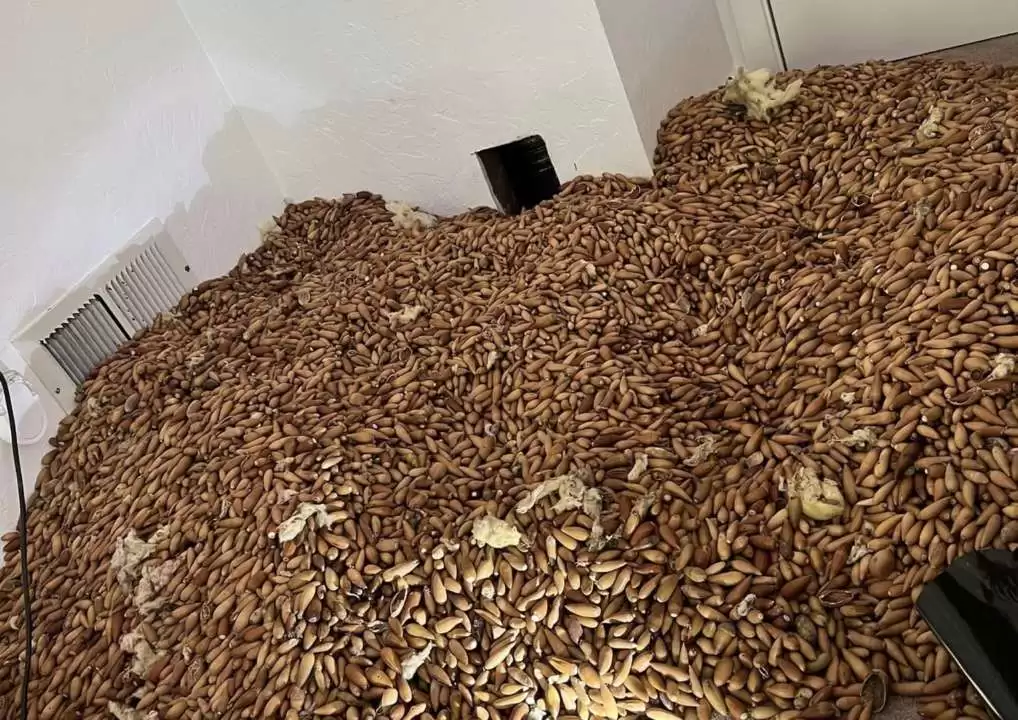 Несподіваний скарб: дятел сховав у стіні будинку понад 300 кг жолудів (ФОТО)