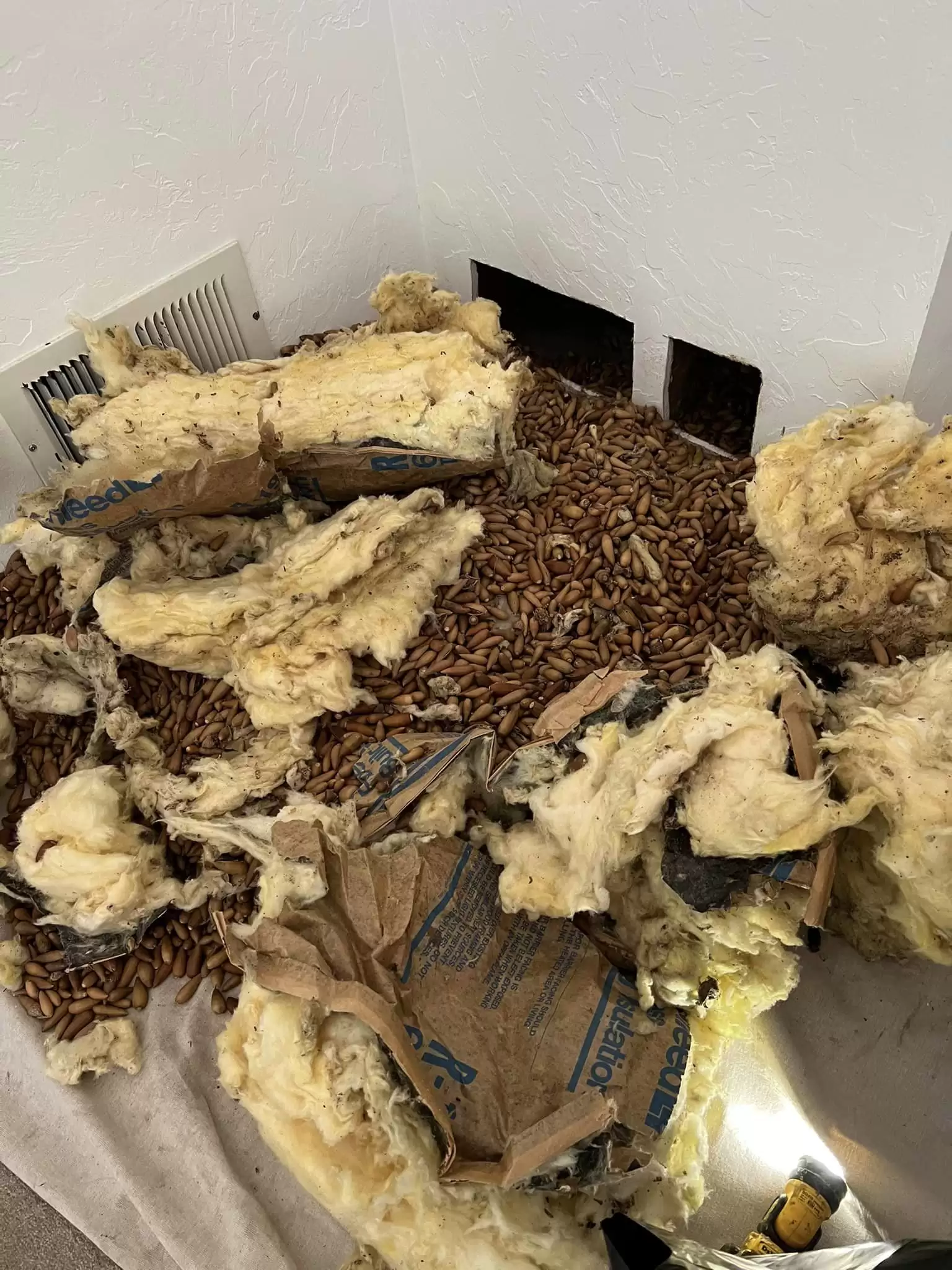 Несподіваний скарб: дятел сховав у стіні будинку понад 300 кг жолудів (ФОТО)