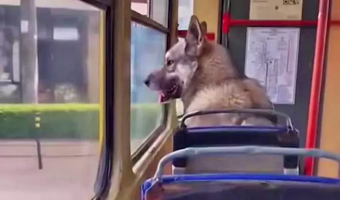 В одеському трамваї помітили незвичного пасажира (ФОТО)