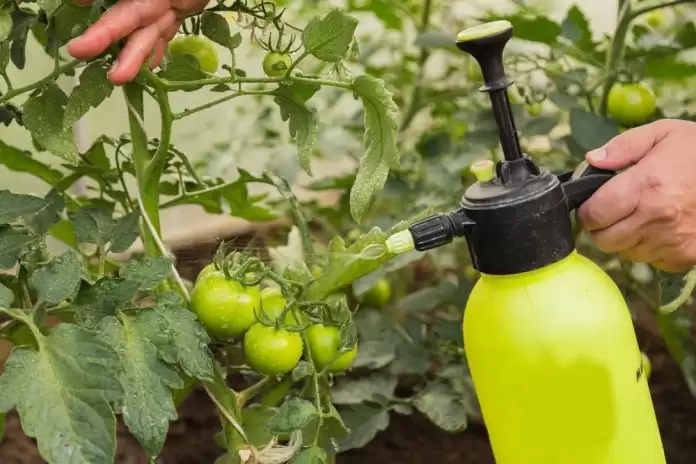 Ефективні методи боротьби з фітофторою в помідорах: