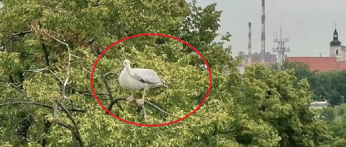Із зоопарку в Польщі втік екзотичний птах: всівся на дереві і не хоче повертатися 