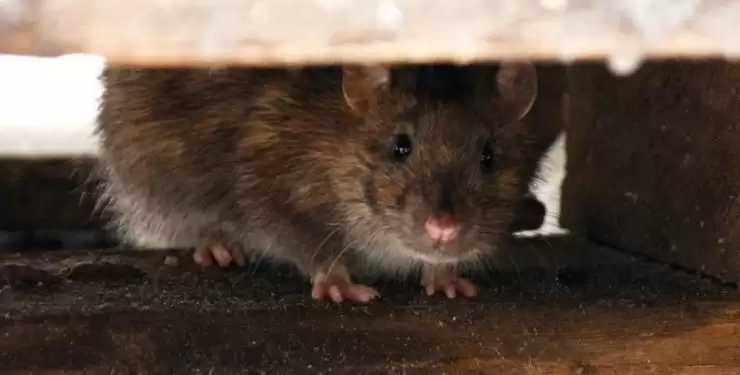 З \"миші\" виріс до гігантських розмірів: боєць ЗСУ відгодував щура-рекордсмена 
