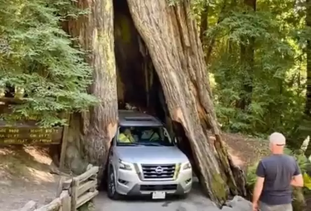 Позашляховик несподівано застряг у стволі 2500-річного дерева: курйозне відео 