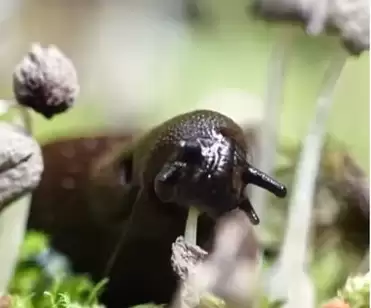 Ненажерливий слимак, який повністю поїдає гриба, потрапивши на відео
