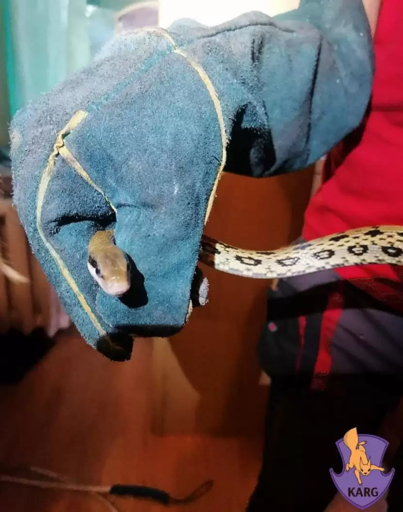 Киянка знайшла під шафою змію, що втекла з серпентарію (ФОТО)