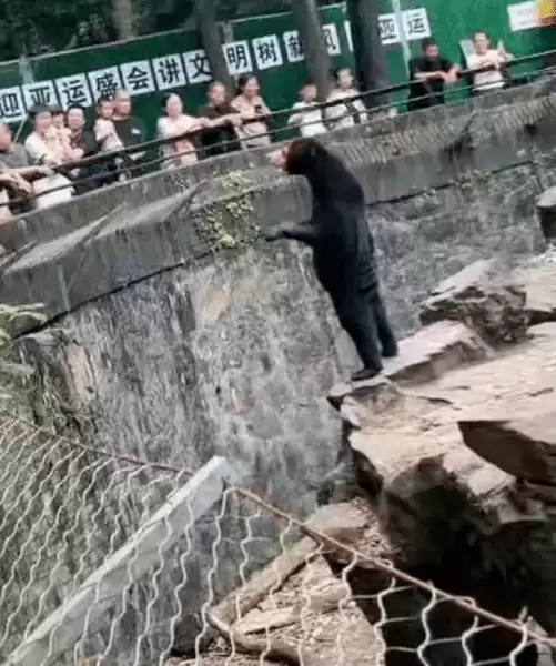 Стоїть рівно: відвідувачі зоопарку прийняли ведмедя за переодягнену людину ( ВІДЕО)