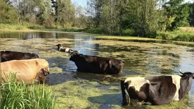 Українці показали, як їхні корови приймають водні процедури у спеку (ФОТО)