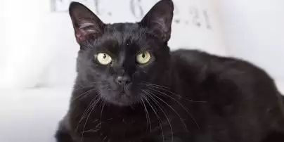 Кіт отримав премію за незвичайний страховий випадок: що сталося з пухнастим (відео)
