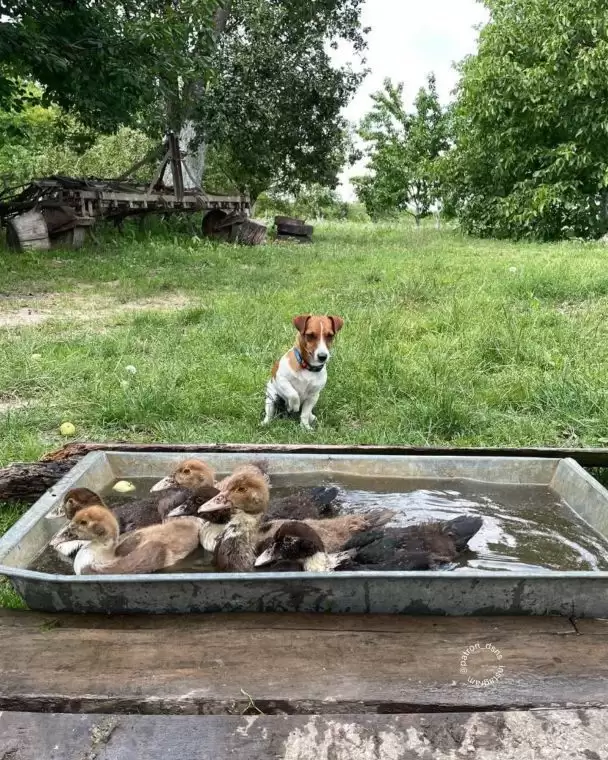 Знімок із села: пес Патрон сфотографувався з качками, які плавали в кориті (ФОТО)