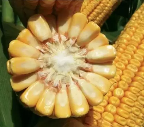 високоякісного насіння кукурудзи