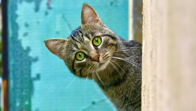 У Львові кіт закрив господиню на балконі: її рятували патрульні (відео)
