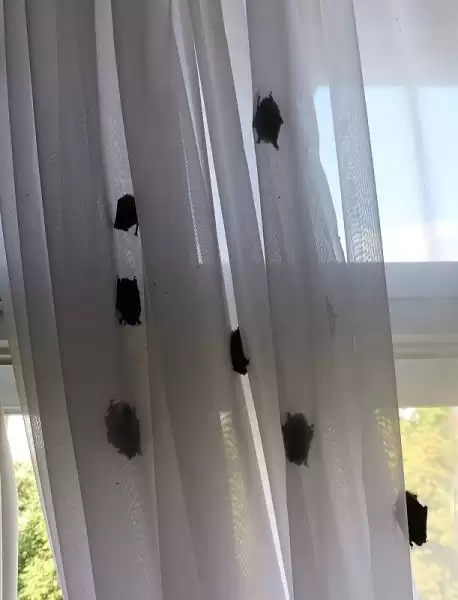 Забули зачинити вікно: у Чехії номер із туристами заполонили кажани  (фото)