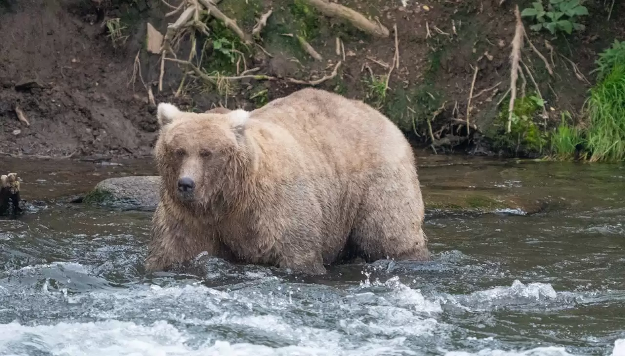 Ведмедиця Грейзер перемогла у конкурсі Тижня товстих ведмедів на Алясці