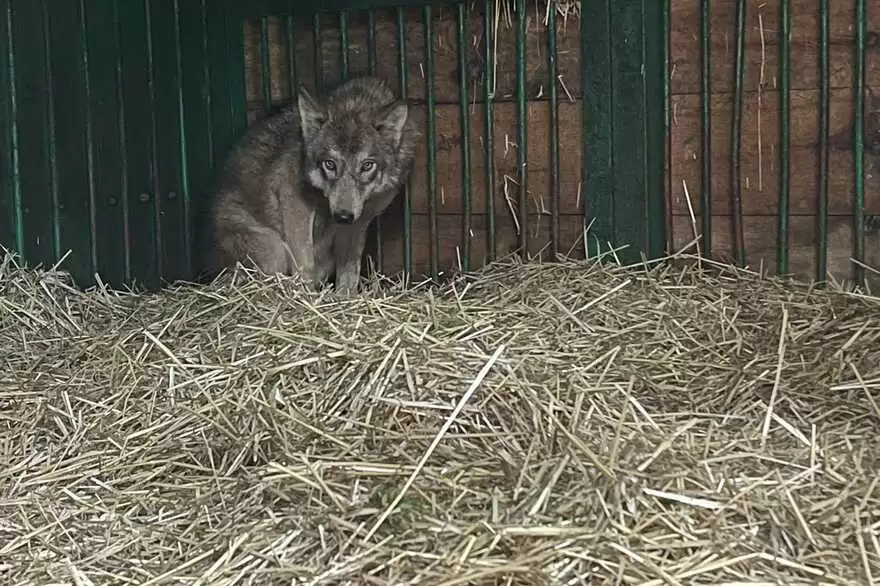 Придбали цуценя, а виявилося, що то вовк: на Київщині шукають нову домівку тварині