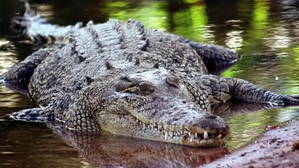 Австралійський фермер пережив напад крокодила, бо вкусив його у відповідь