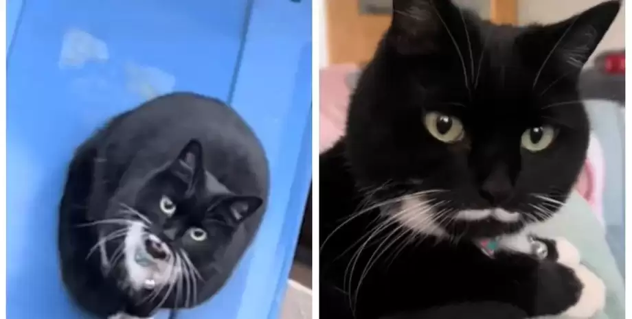 Жінка залишила кішку ночувати на вулиці: її реакція на ранок підкорила мережу