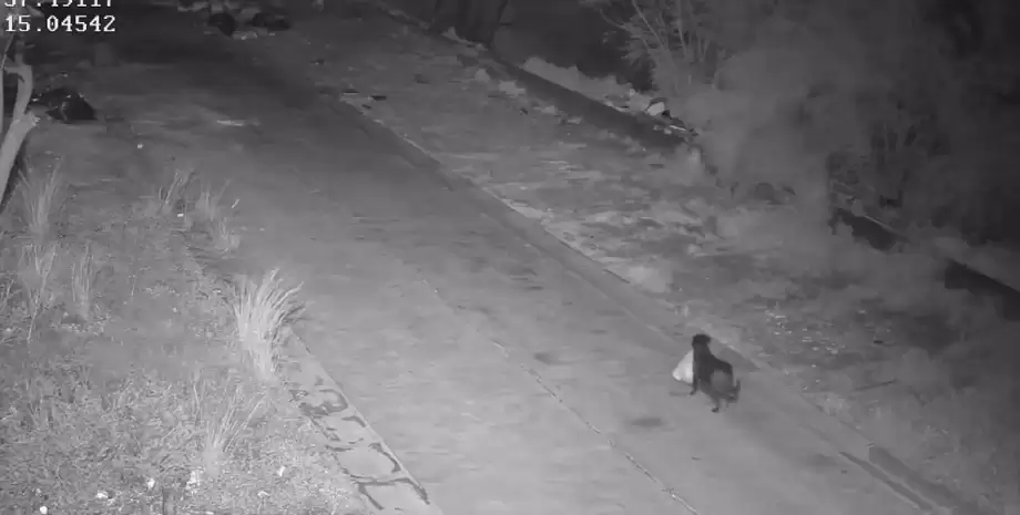 Чоловік навчив собаку незаконно викидати сміття: \"схему\" викрили правоохоронці Чоловік навчив собаку незаконно викидати сміття: \"схему\" викрили правоохоронці